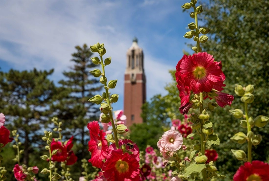 Beautiful pink flowers on campus in focus with the Coughlin Campanile blurred in the background.