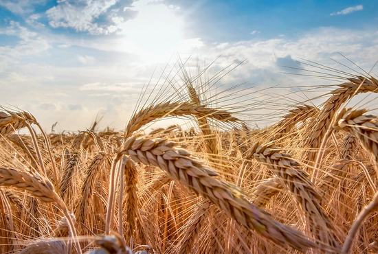 Golden wheat in a field with a bright blue sky in the background.