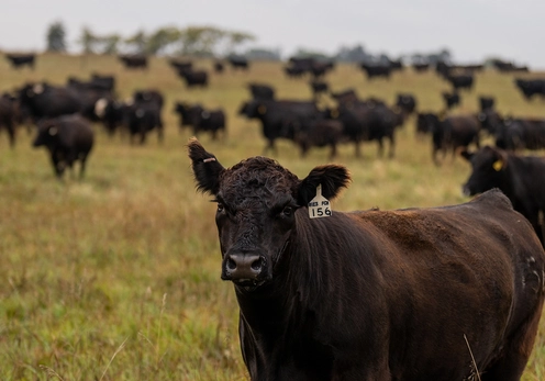 A large black cow stands in a pasture with more blurred in the background.