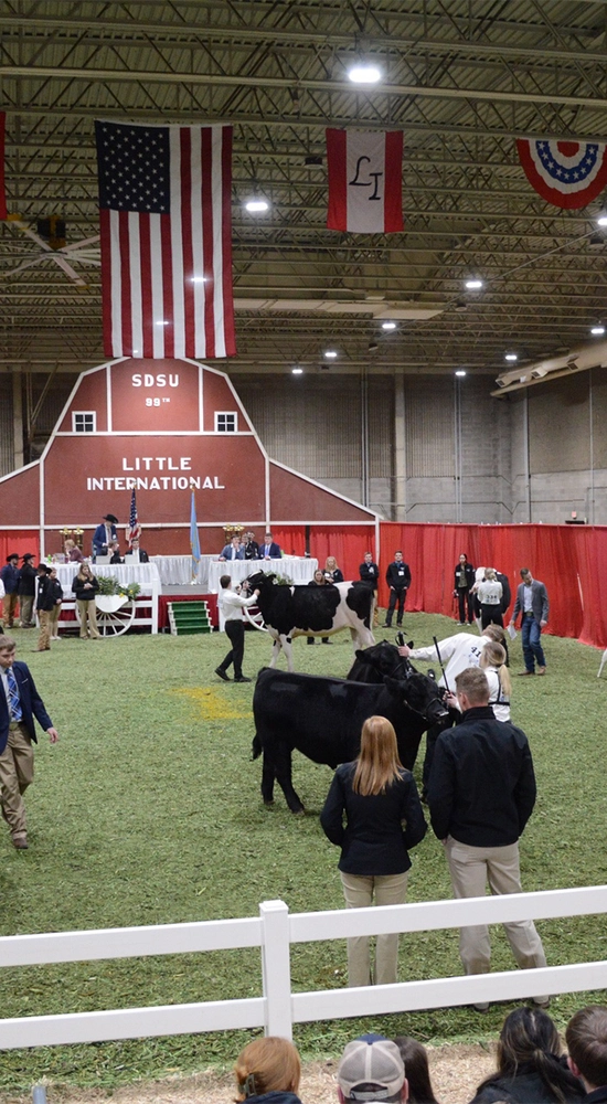 SDSU Little International animal showing