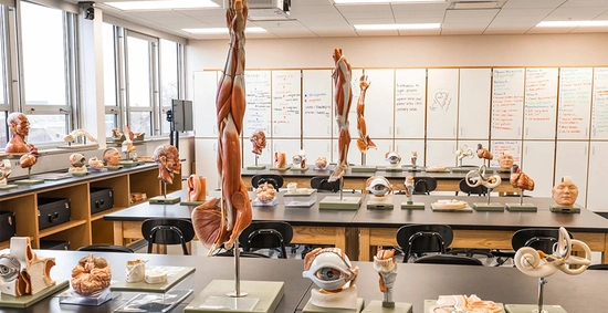 Various anatomy models in the Aamlid Family Human Anatomy Lab