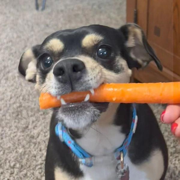 Gracie Barber's dog, Febe