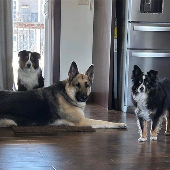 three dogs sit on the floor and look at the camera