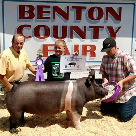a young steiger shows a pig at a 4H event