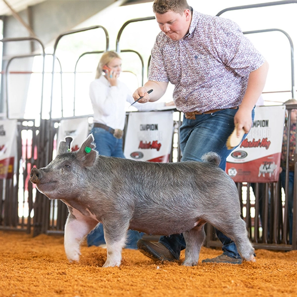 a young steiger shows a pig at a 4H event