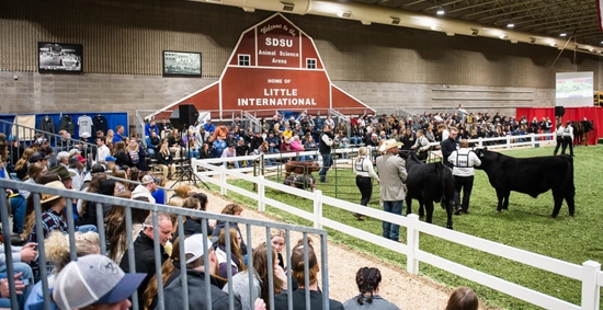 Overview of the SDSU Little International audience and show cattle