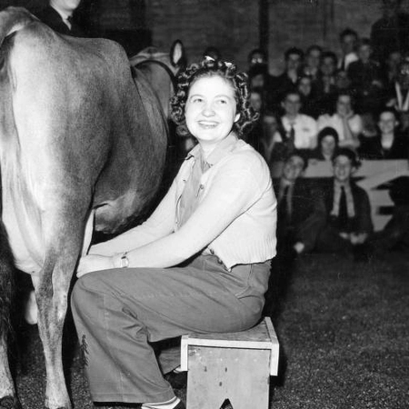 A girl milking a cow