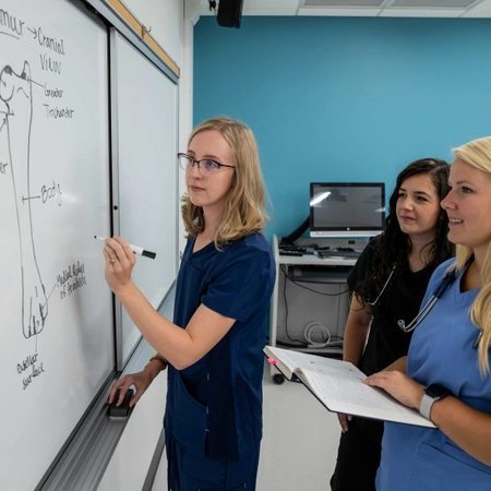 One SDSU vet student drawing a bone on a white board, while two others look on.