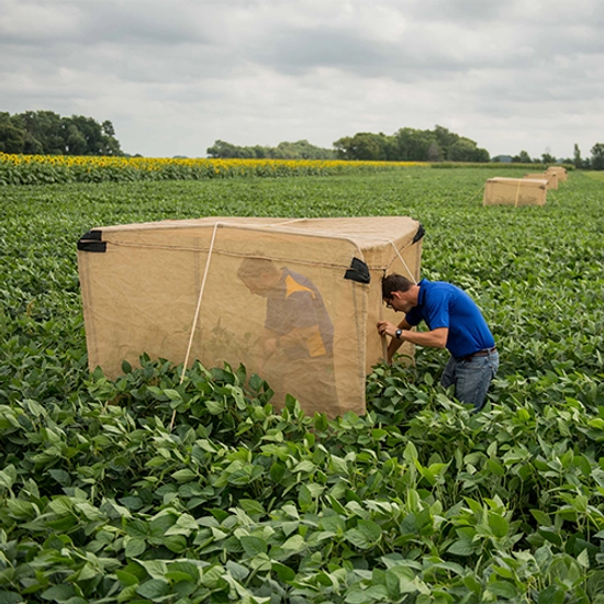 People in a field performing research in a canopy tent.