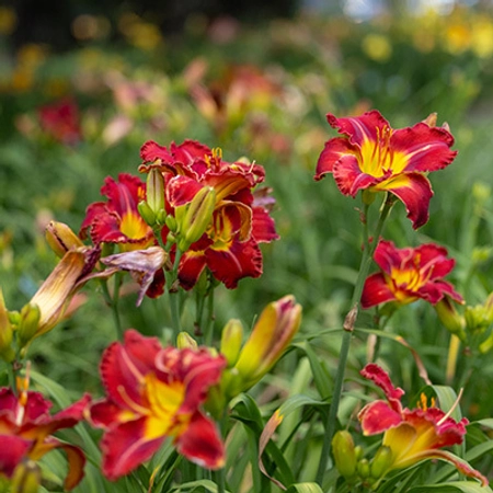 A vibrant garden scene with bright red and yellow daylilies in full bloom.
