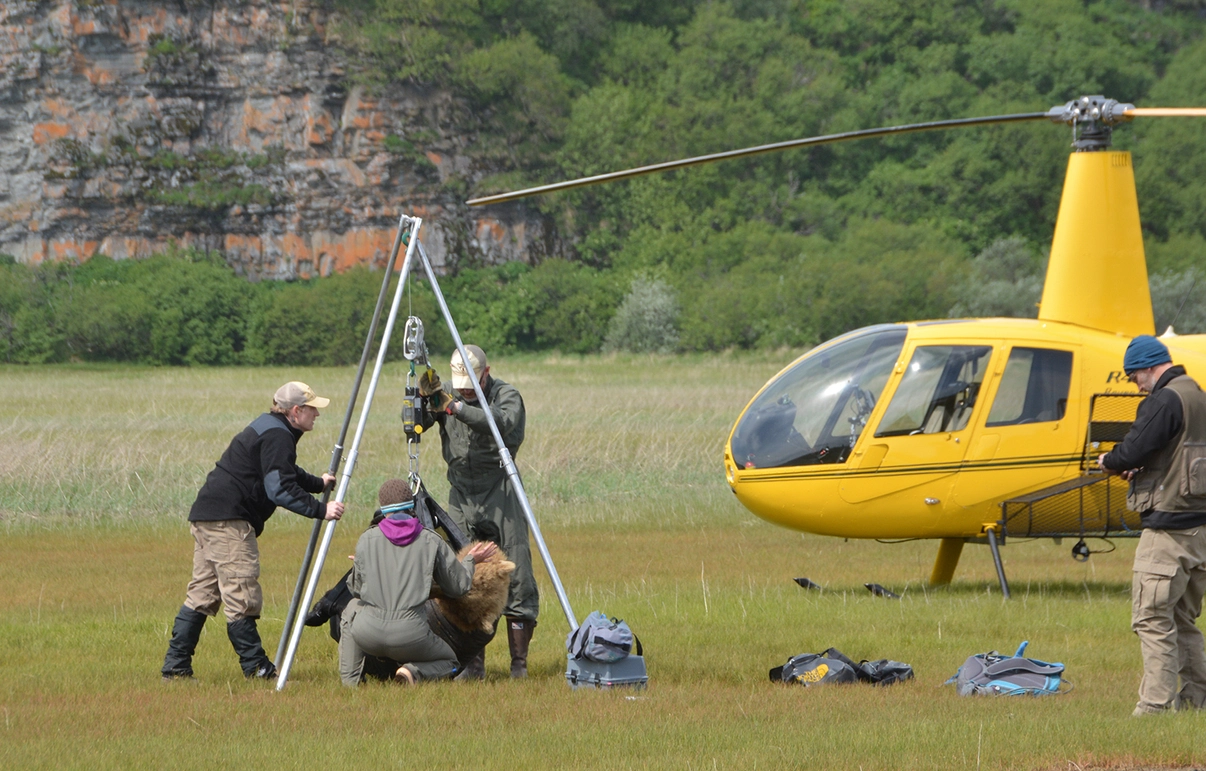 A group of people working together outdoors to hoist a bear up with a contraption.