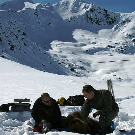 Grant Hilderbrand and another researching examine a tranquilized bear in the snow.