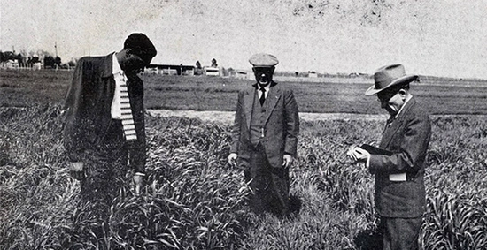 Shown in black and white, small grain experiments are observed by Edgar McFadden, Manley Champlin and agronomist Oliver Smith.