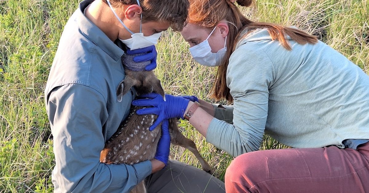 A man and woman, both wearing masks and gloves, gently examine a fawn on a grassy field.