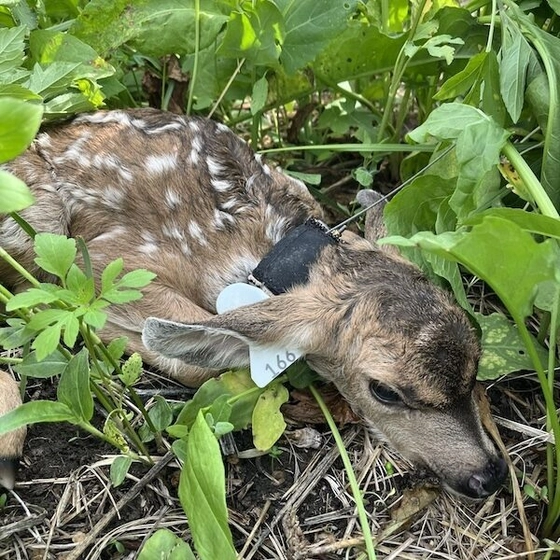 A small fawn with a tracking collar rests on the ground surrounded by green leaves and grass.