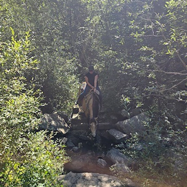 Lindsey Davis rides a horse in a wooded area.